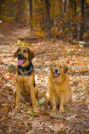 Lynn-Cummings-Photography-014
