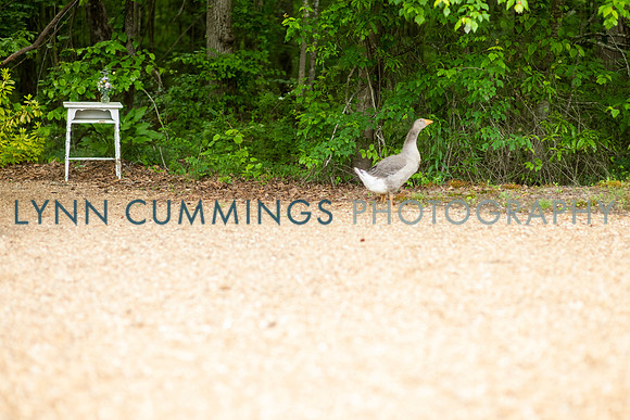 101-Lynn-Cummings-Photography